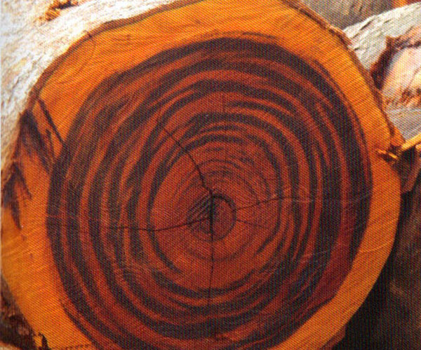 Tigerwood Tree